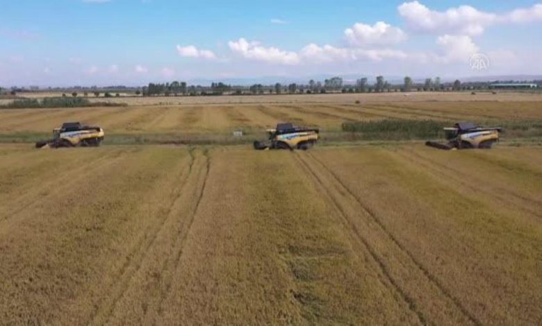 Isparta haberleri! BALIKESİR - Gönen ve Manyas ovalarındaki çeltik tarlalarında hasat zamanı