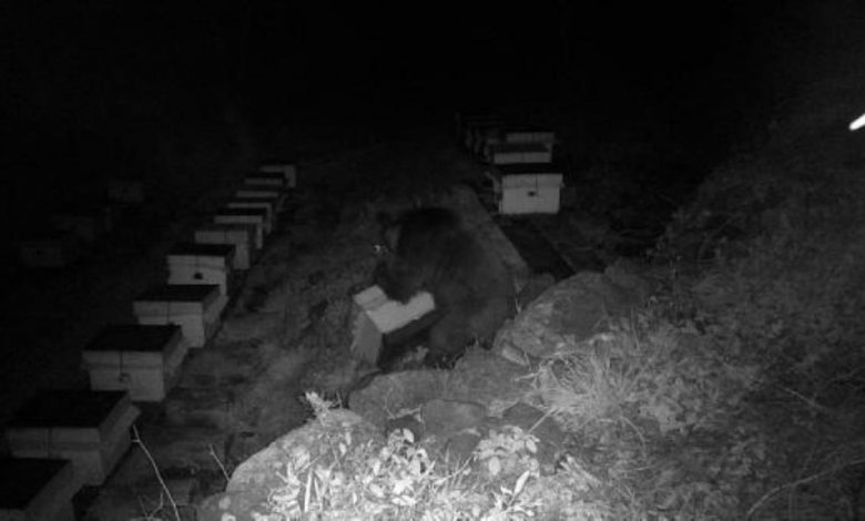 Arı kovanlarını parçalayan ayı, fotokapanla görüntülendi