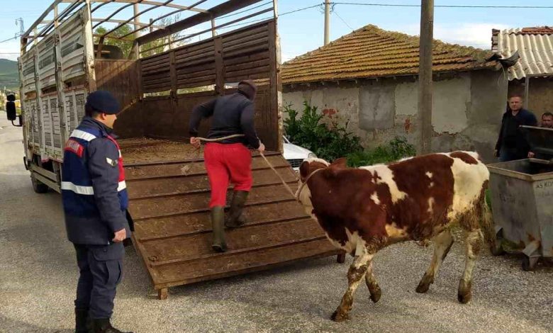 Bigadiç Jandarma'dan hayvan hırsızlarına geçit yok