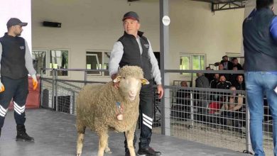 Merinos ırkı koç 76 bin 100 liradan satıldı